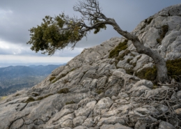 Ein einsamer Baum mit einem Ast in einem Felsen