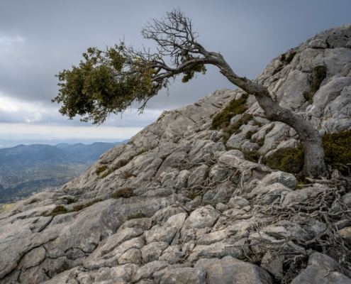 Ein einsamer Baum mit einem Ast in einem Felsen