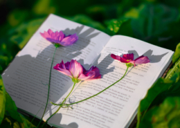 aufgeschlagenes Buch auf dem eine Blume mit 3 pinken Blüten liegt
