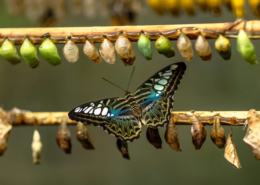 Schmetterling