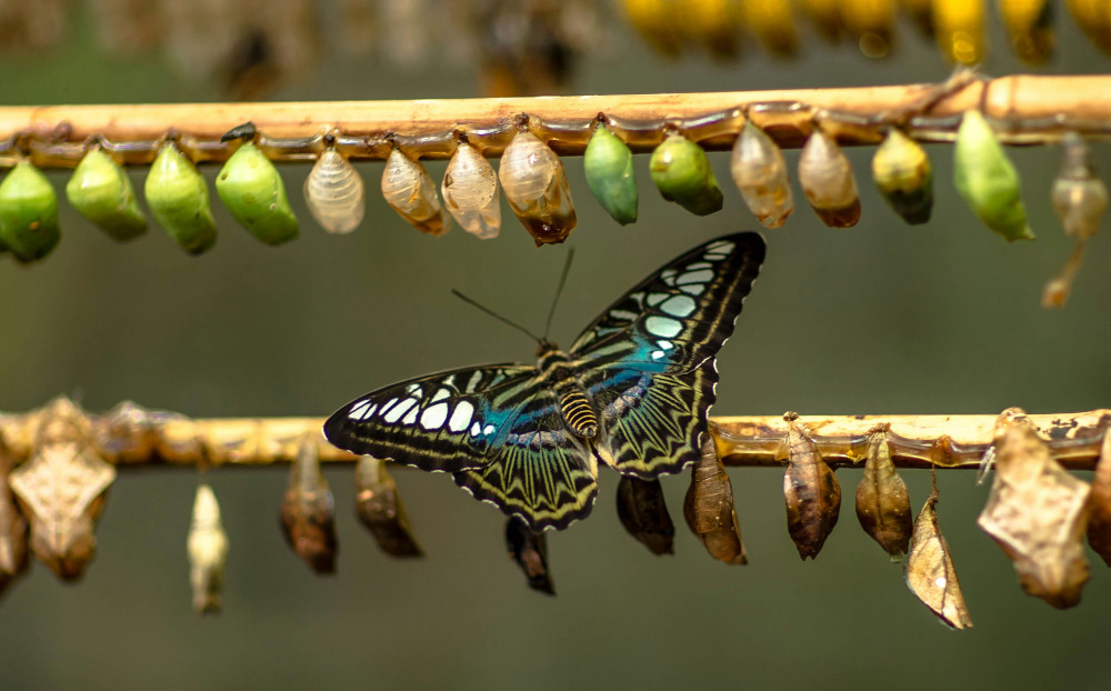 Schmetterling