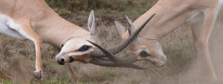 zwei Steinböcke im Kampf