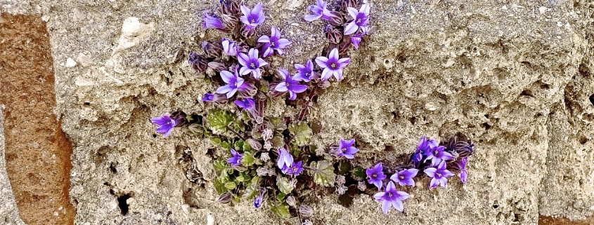 Blumen, die an Mauer wachsen